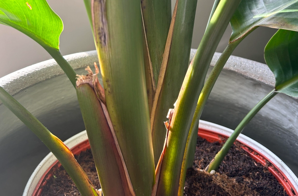 天堂鳥繁殖技巧 天堂鳥繁殖技巧