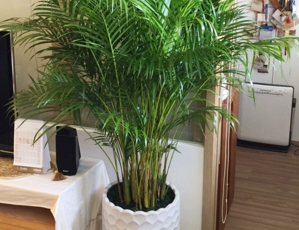 黃椰子 室內 養護