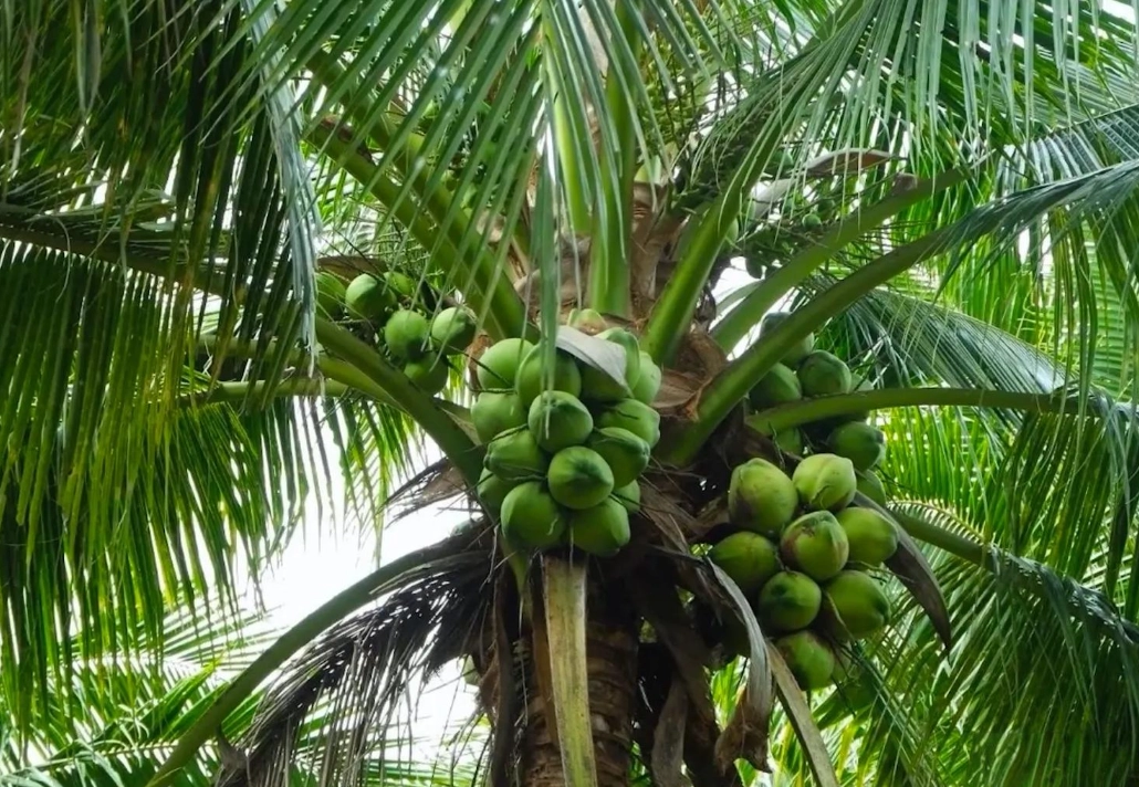 椰子種植技巧