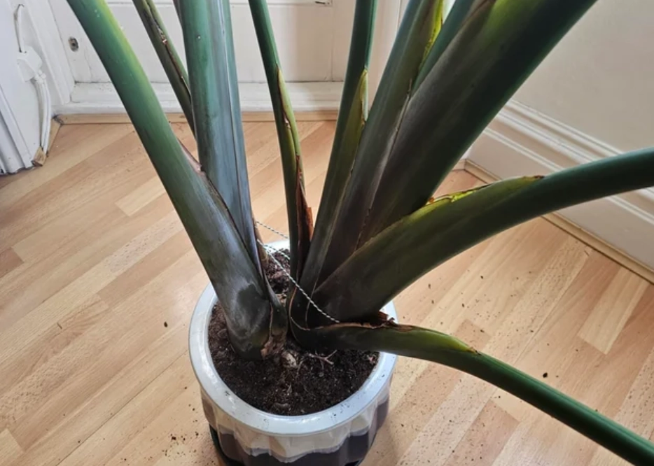 分株時機 分株時機