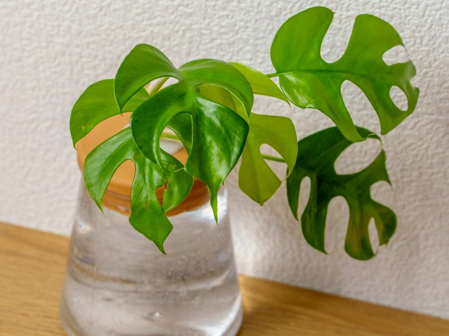 水耕換水頻率 水耕換水頻率