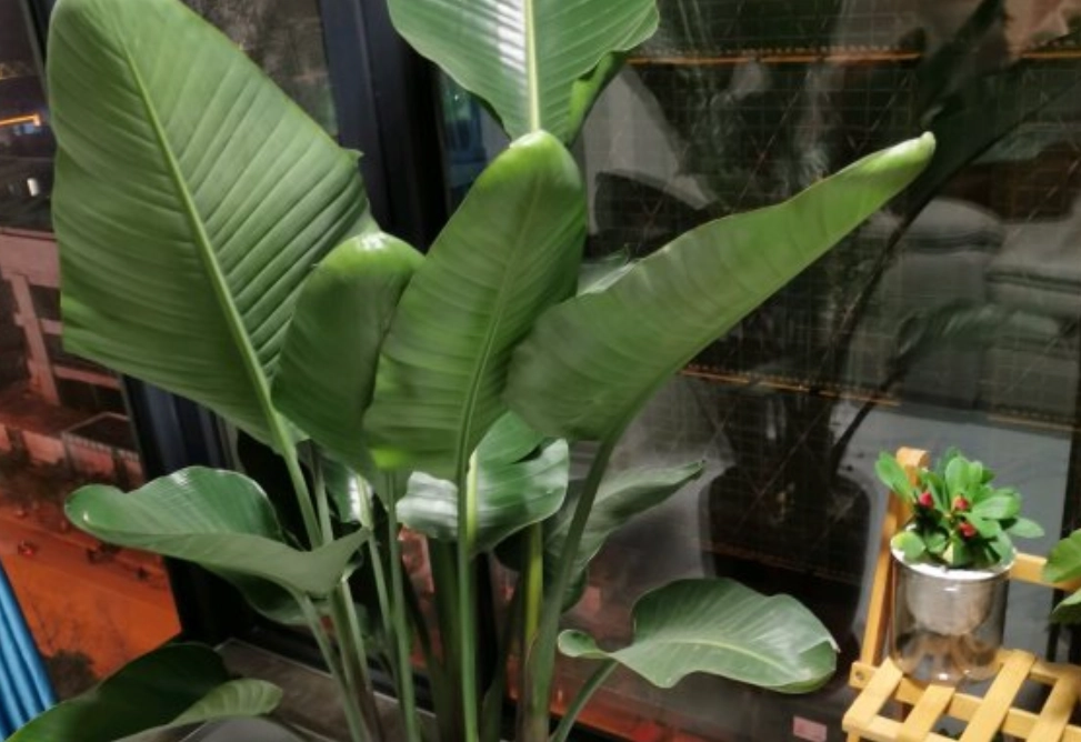 天堂鳥葉子捲曲