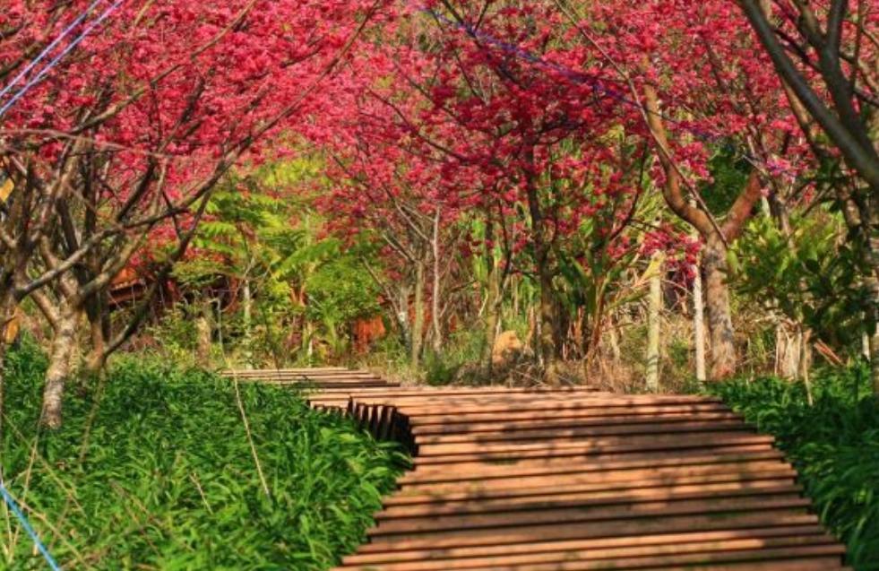 新社免費景點 新社免費景點