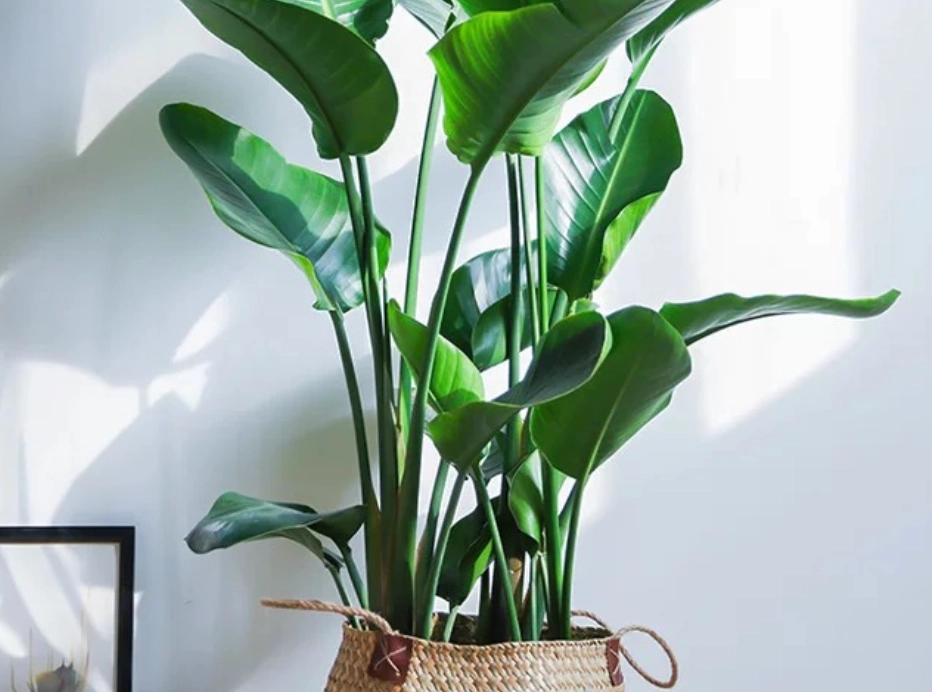 天堂鳥 日曬 天堂鳥 日曬