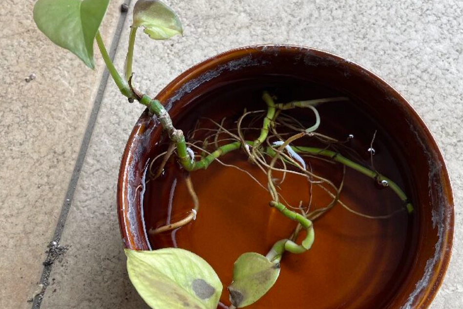 水耕系統 異味處理 水耕系統 異味處理