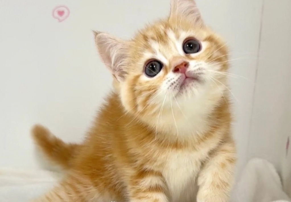 貓咪日常養護 貓咪日常養護