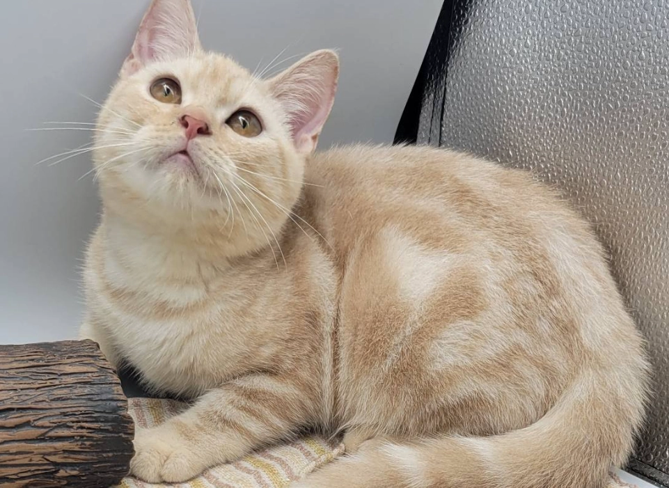 黃色貓咪照顧 黃色貓咪照顧