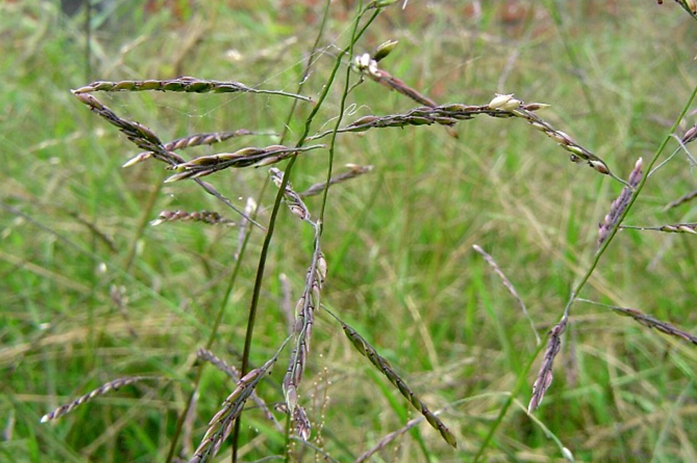 草籽播种 草籽播种