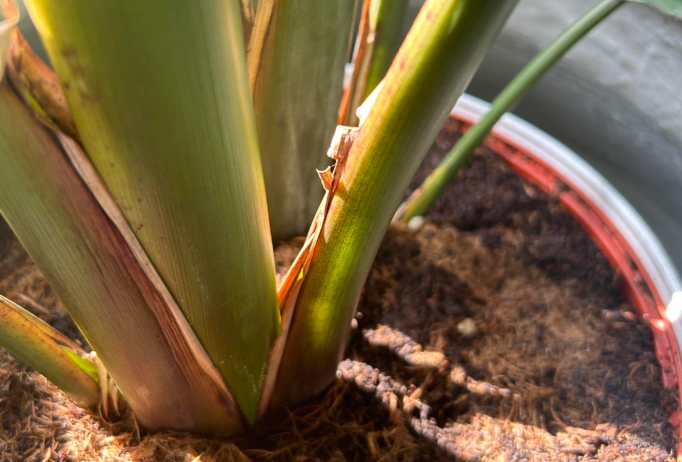 天堂鳥分株 天堂鳥分株