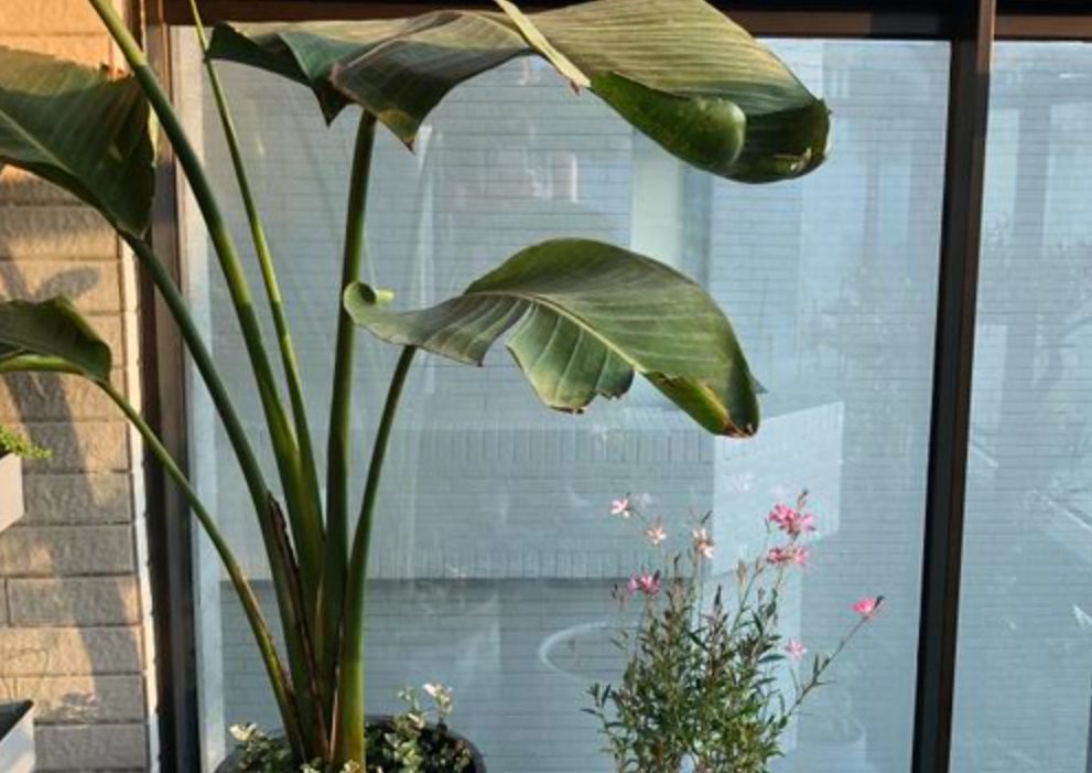 天堂鳥 養護方法 天堂鳥 養護方法