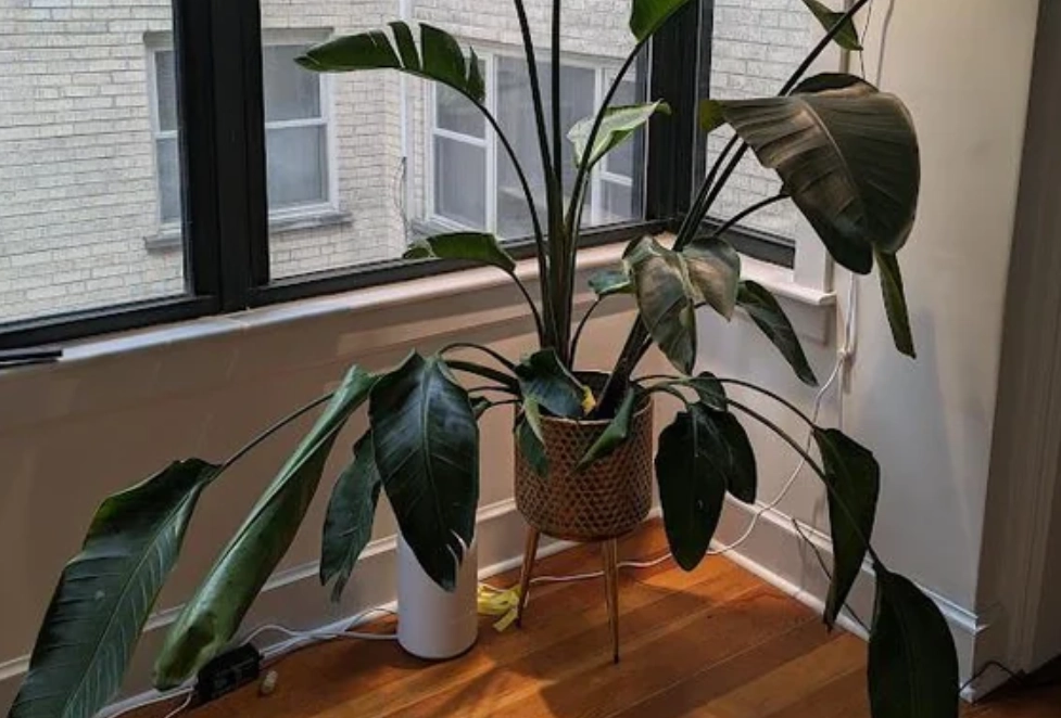 天堂鳥養護技巧