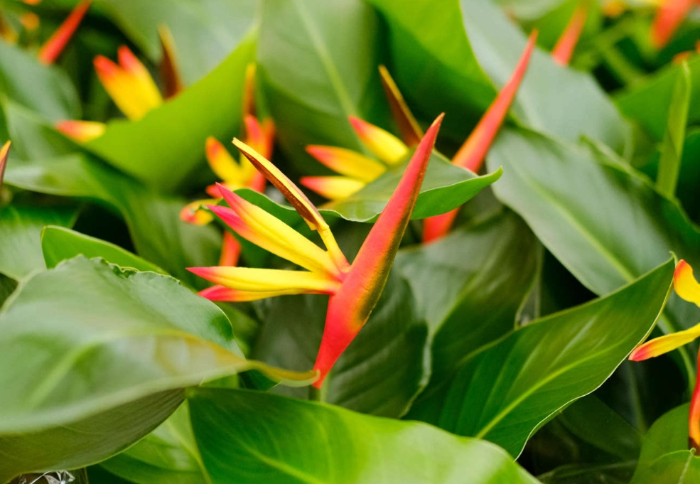 天堂鳥對寵物有害嗎