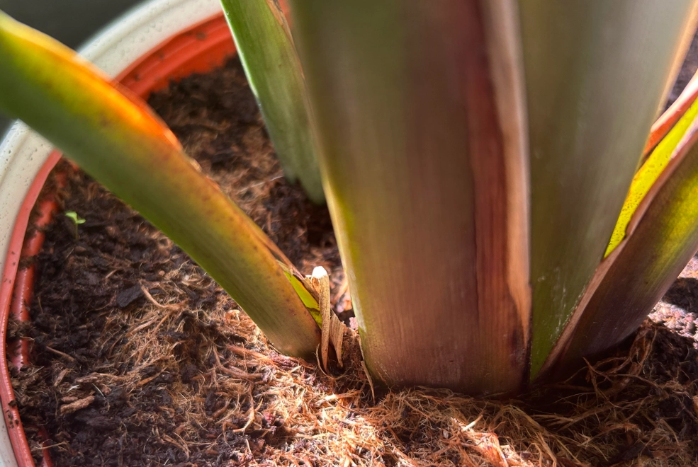 天堂鳥繁殖方法