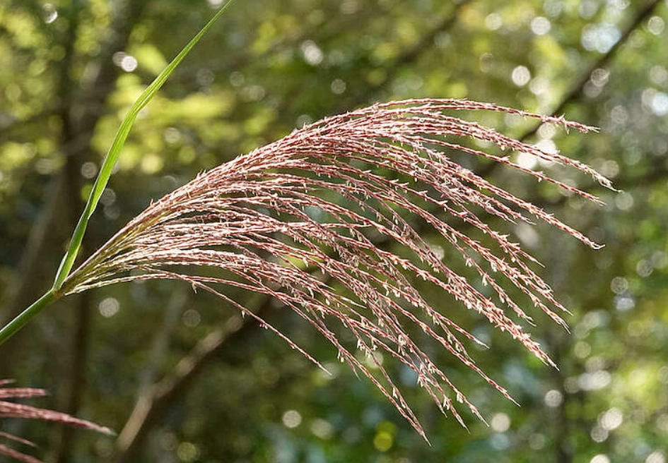 觀賞草種植 觀賞草種植