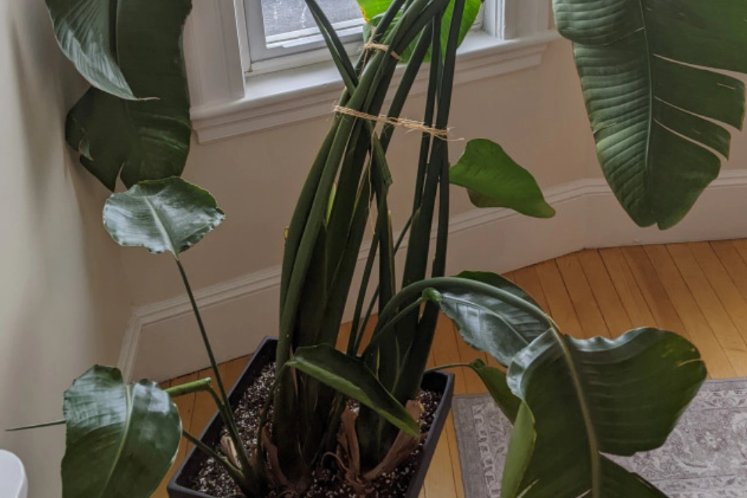 天堂鳥葉子下垂原因