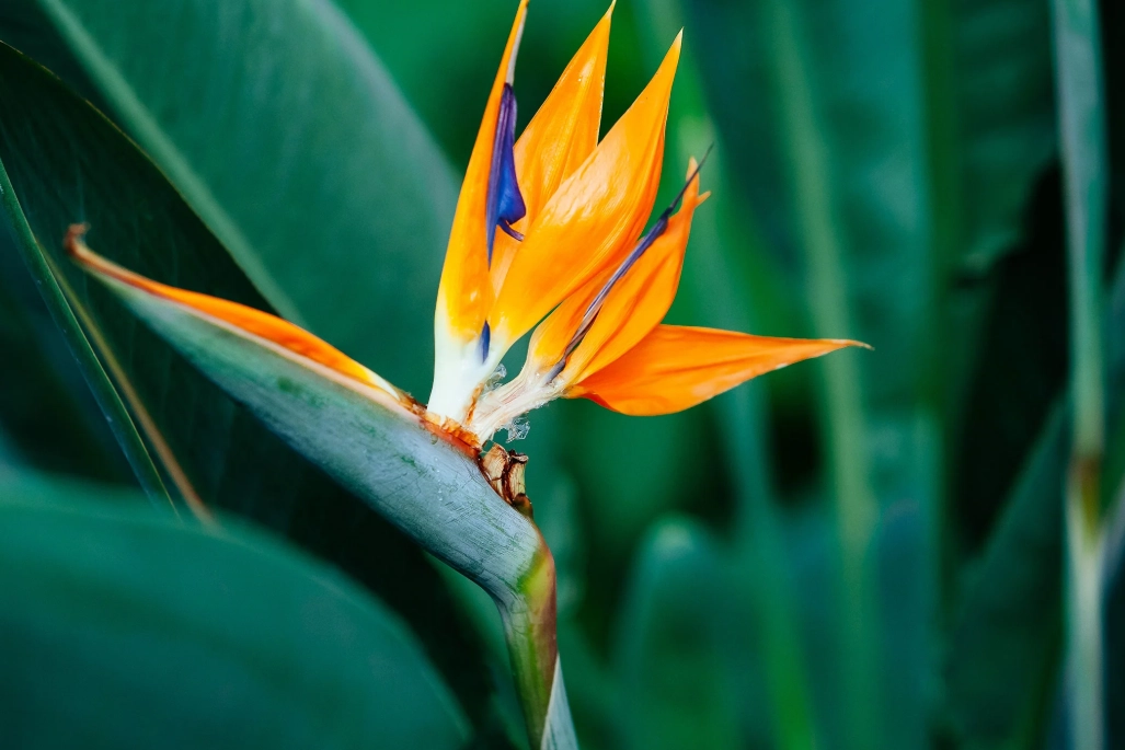天堂鳥照顧 天堂鳥照顧