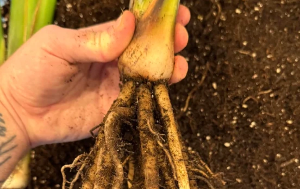 天堂鳥盆栽養護 天堂鳥盆栽養護