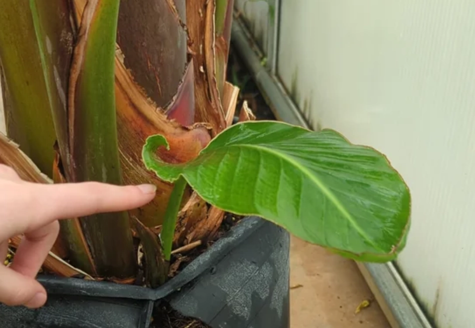 分株時機 分株時機