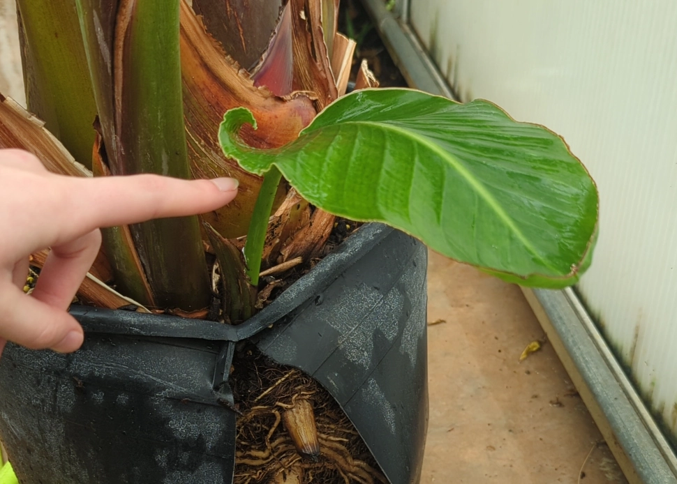 天堂鳥繁殖方法 天堂鳥繁殖方法