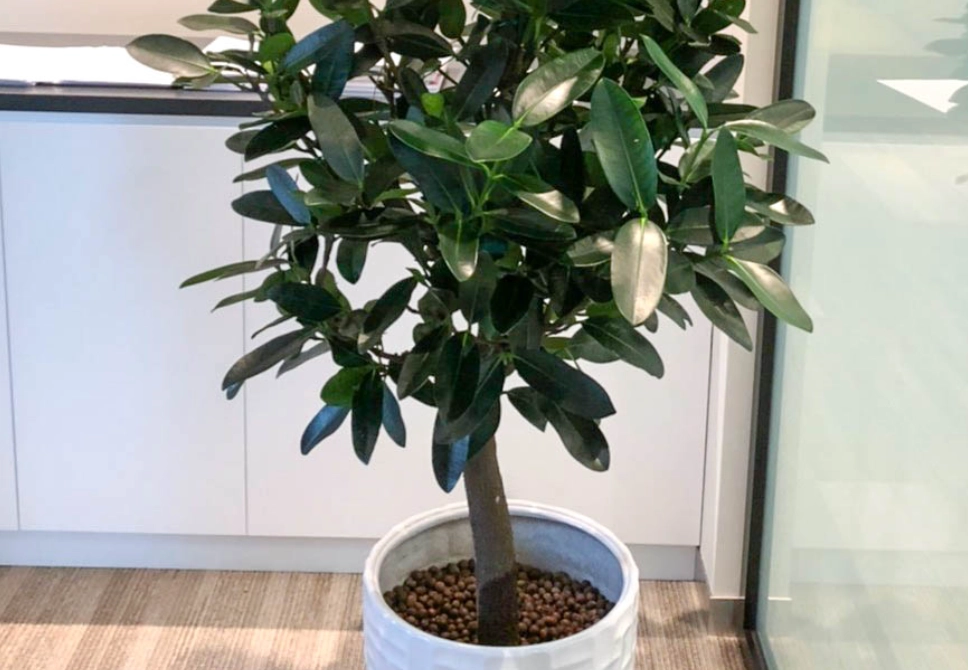 盆栽修剪技巧 盆栽修剪技巧