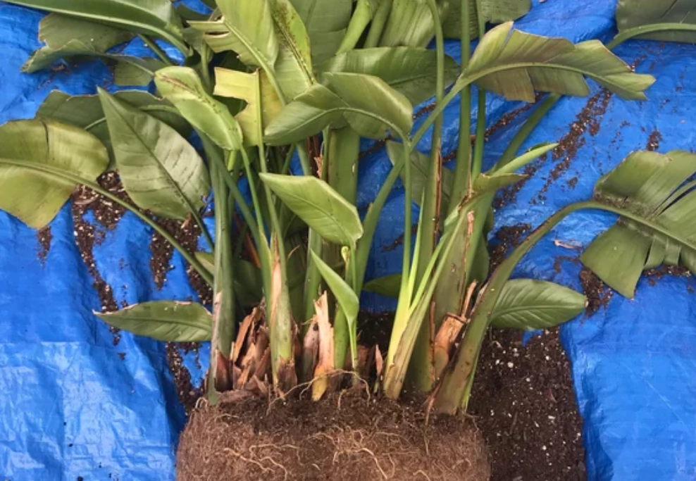 天堂鳥繁殖技巧 天堂鳥繁殖技巧