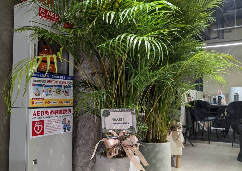 室內 黃椰子 盆栽