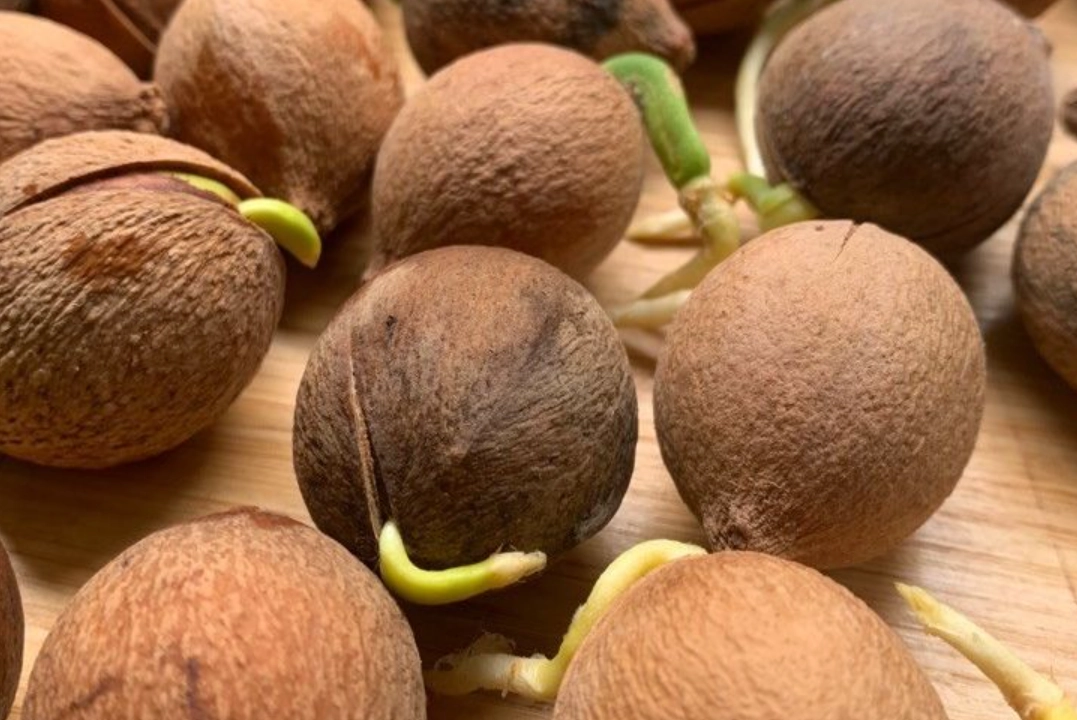 福木種植 福木種植