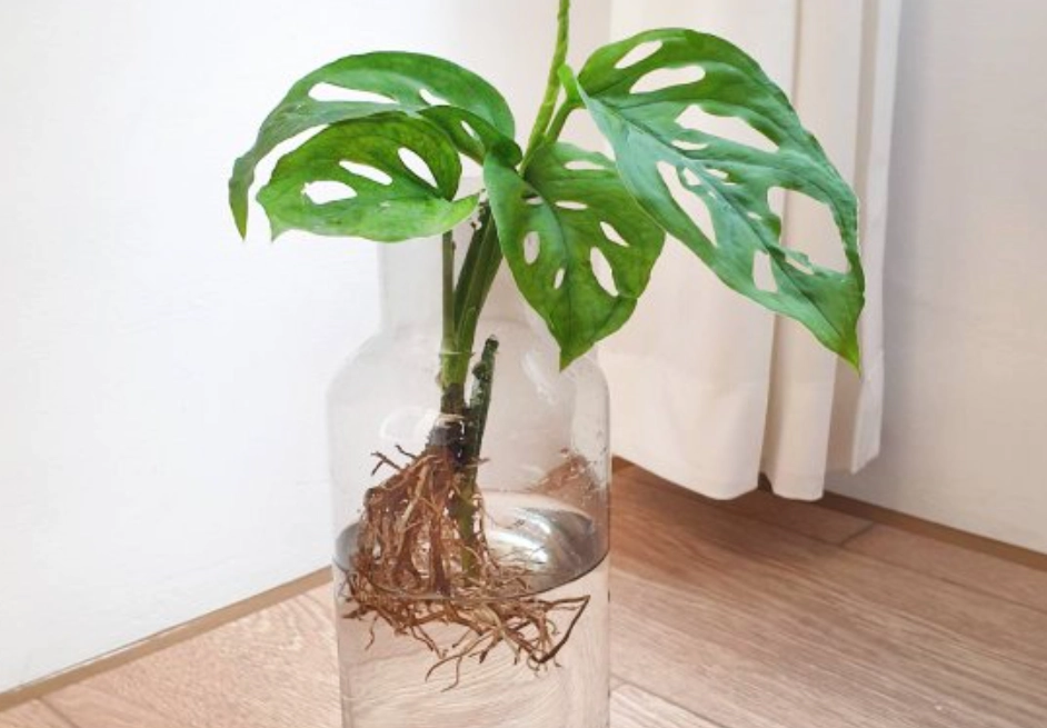 龜背芋水耕方法 龜背芋水耕方法