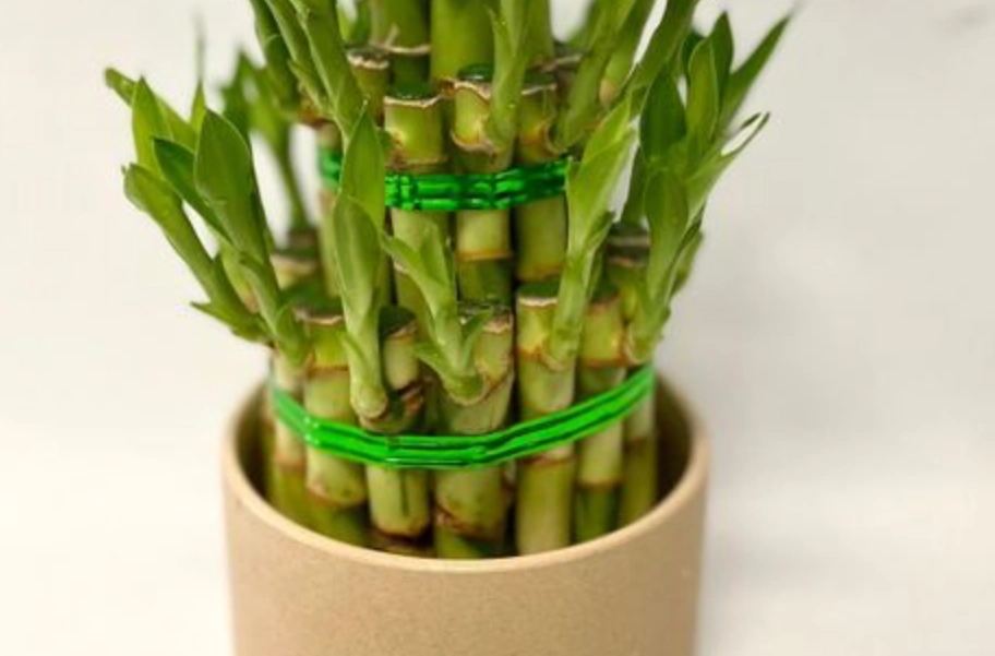 開運竹換盆步驟