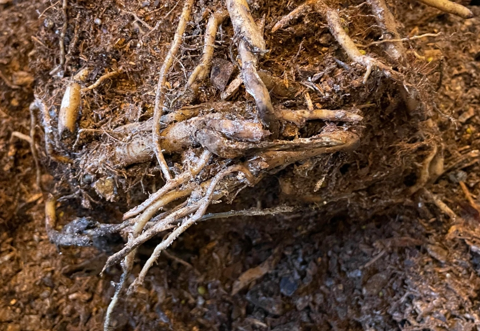 天堂鳥土壤配方 天堂鳥土壤配方