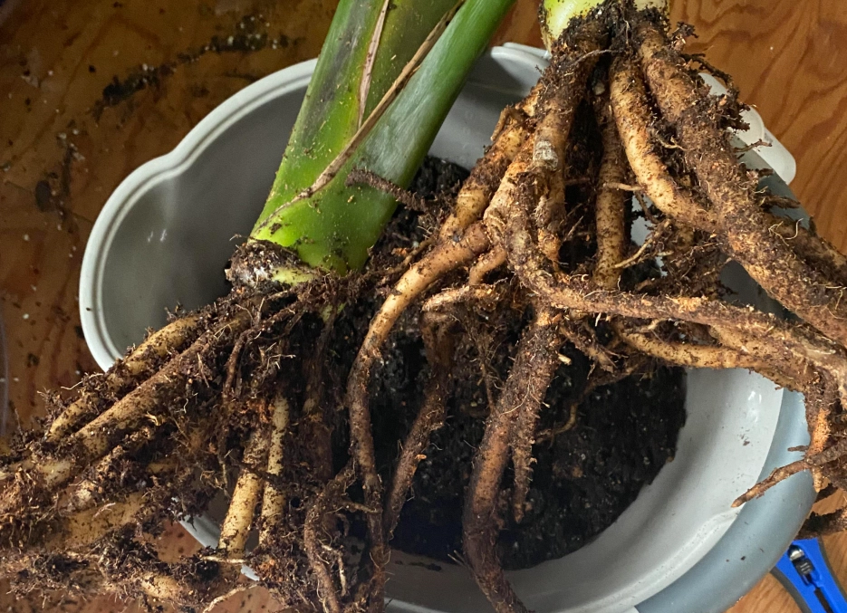 天堂鳥盆栽養護 天堂鳥盆栽養護