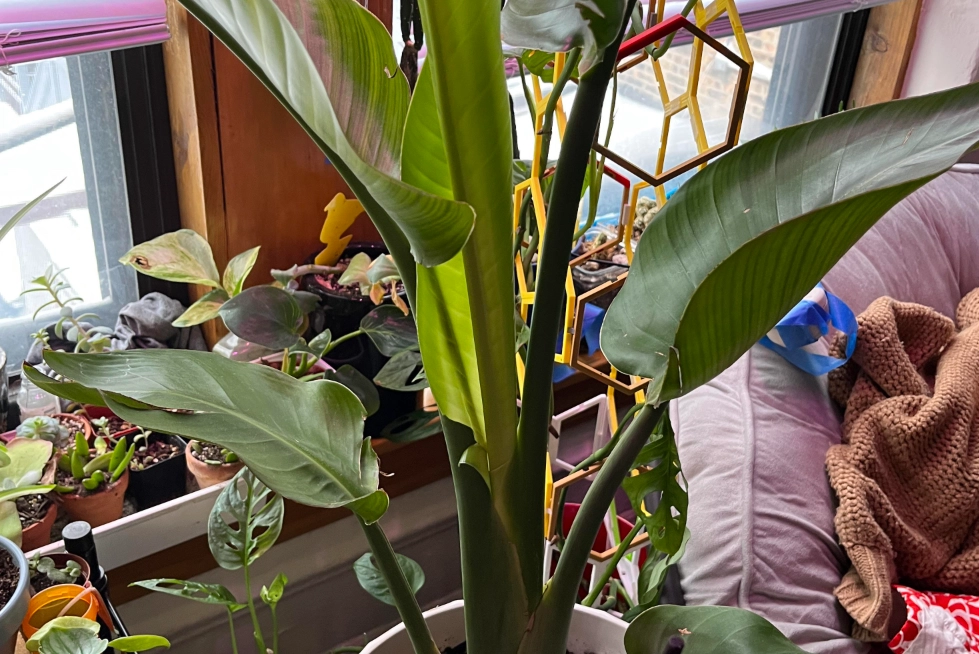 天堂鳥 陽光需求 天堂鳥 陽光需求