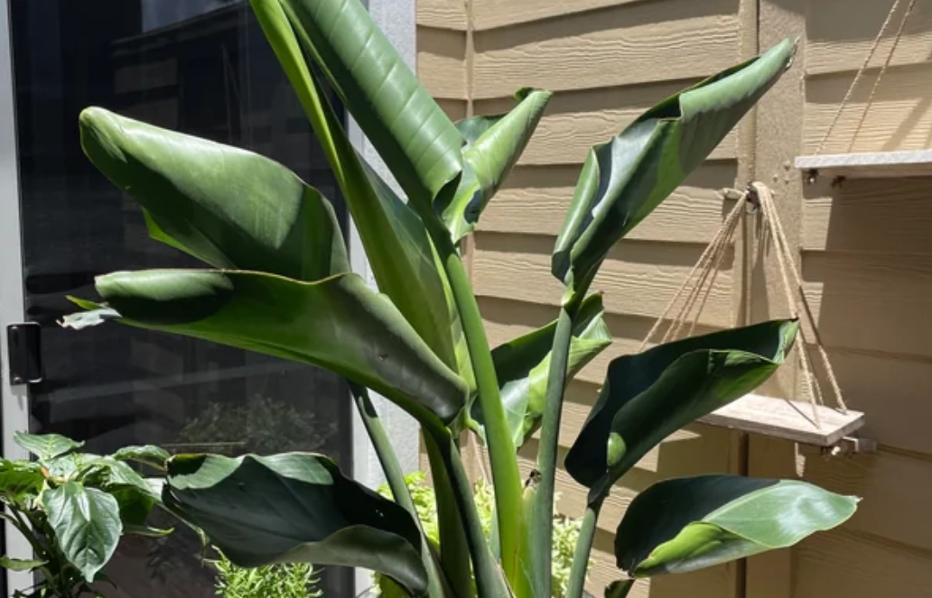 天堂鳥 日曬 天堂鳥 日曬