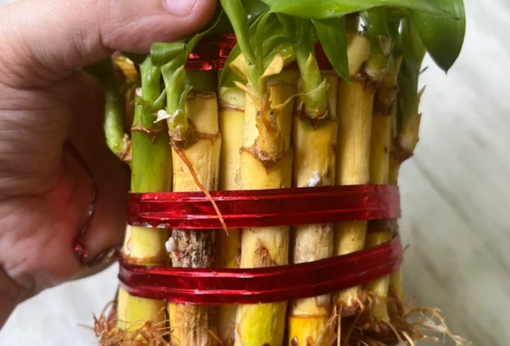 富貴竹養護技巧 富貴竹養護技巧