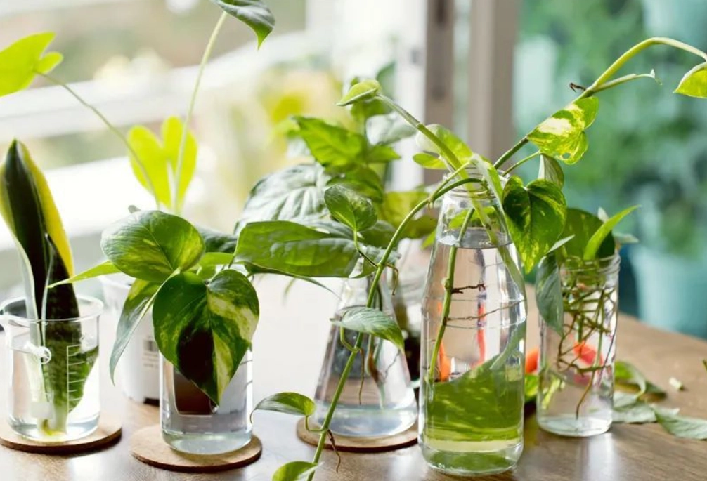 水耕發臭原因 水耕發臭原因