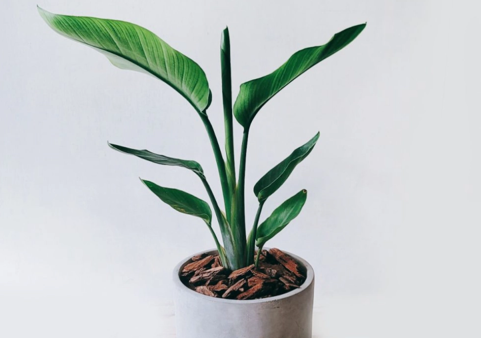 天堂鳥盆栽養護 天堂鳥盆栽養護