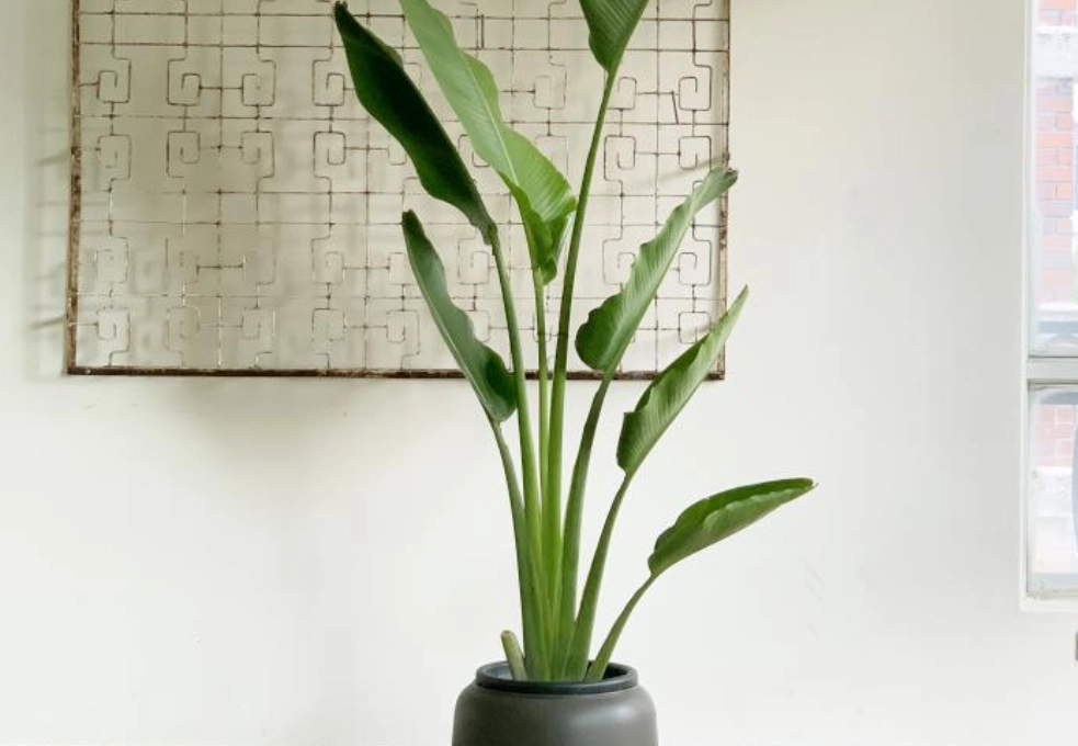 天堂鳥 養護技巧