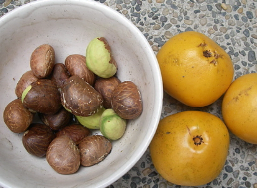 種子處理 種子處理