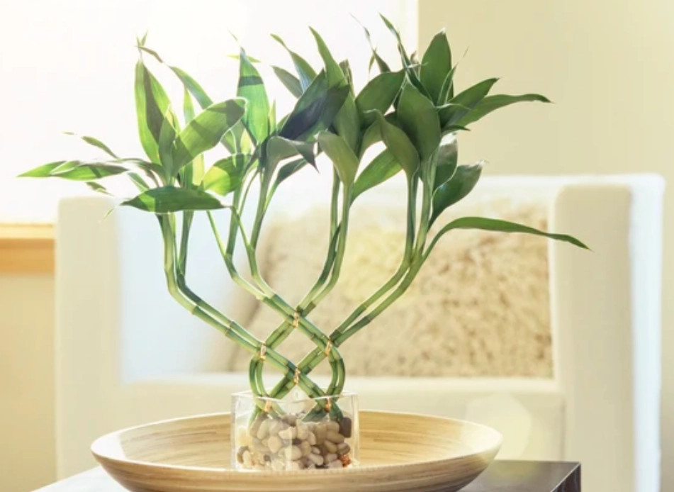 水耕植物換水 水耕植物換水