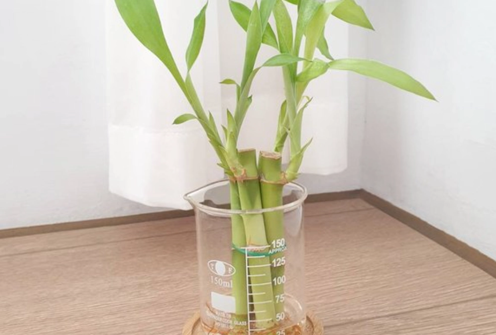 開運竹換盆步驟