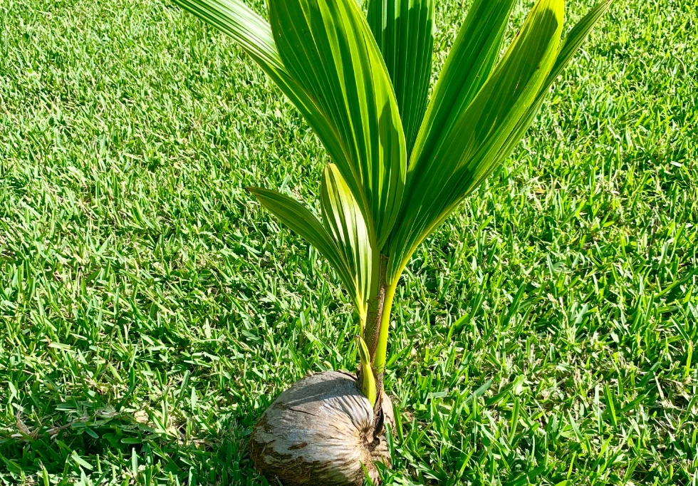 椰子树生长过程