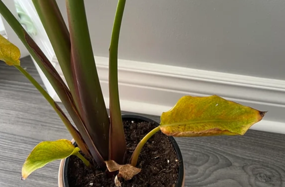 天堂鳥養護指南 天堂鳥養護指南