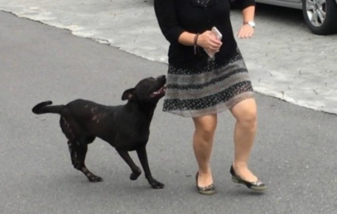 狗狗夢境 心理學