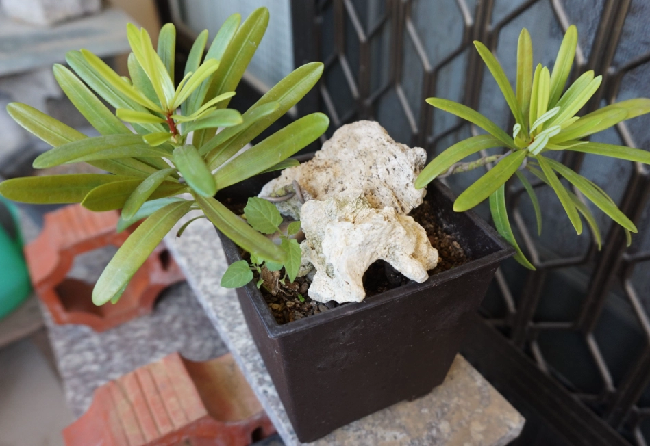 羅漢松照顧 羅漢松照顧