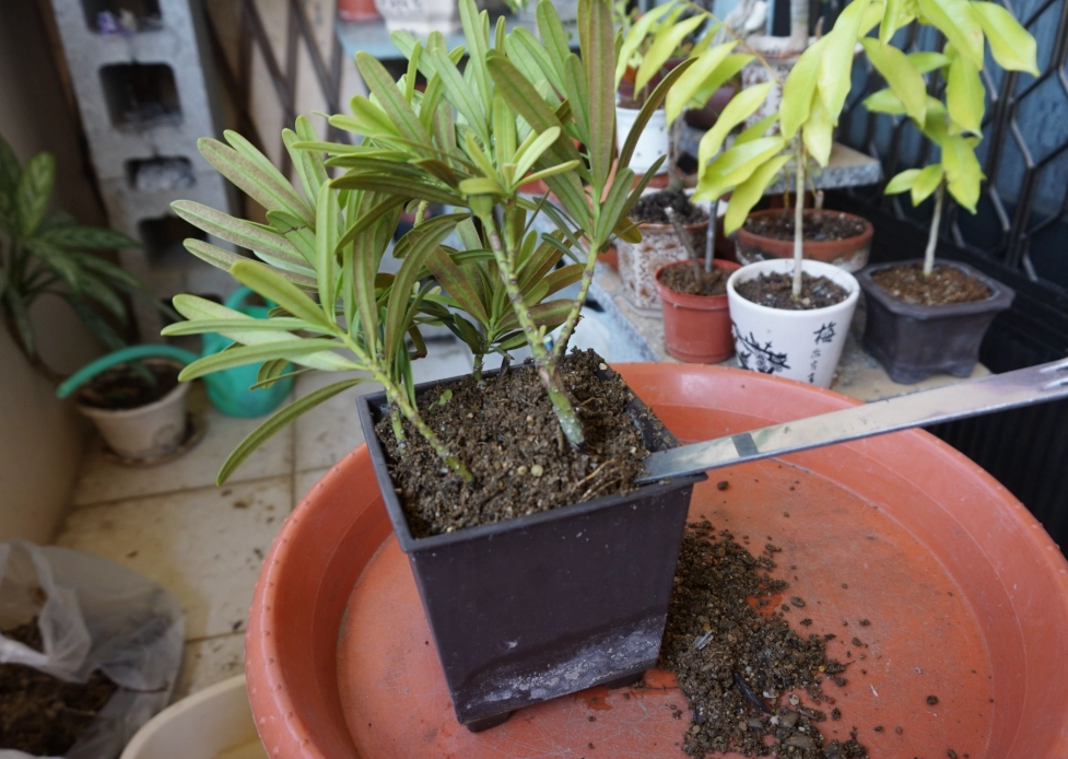 羅漢松移植時機 羅漢松移植時機