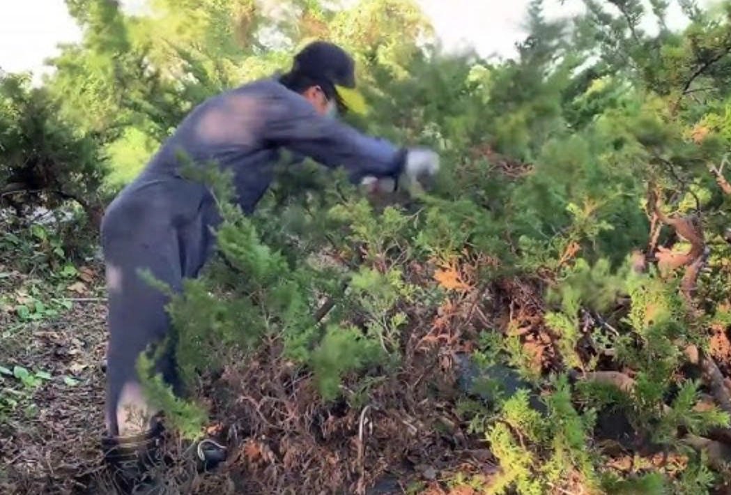 真柏修剪 真柏修剪