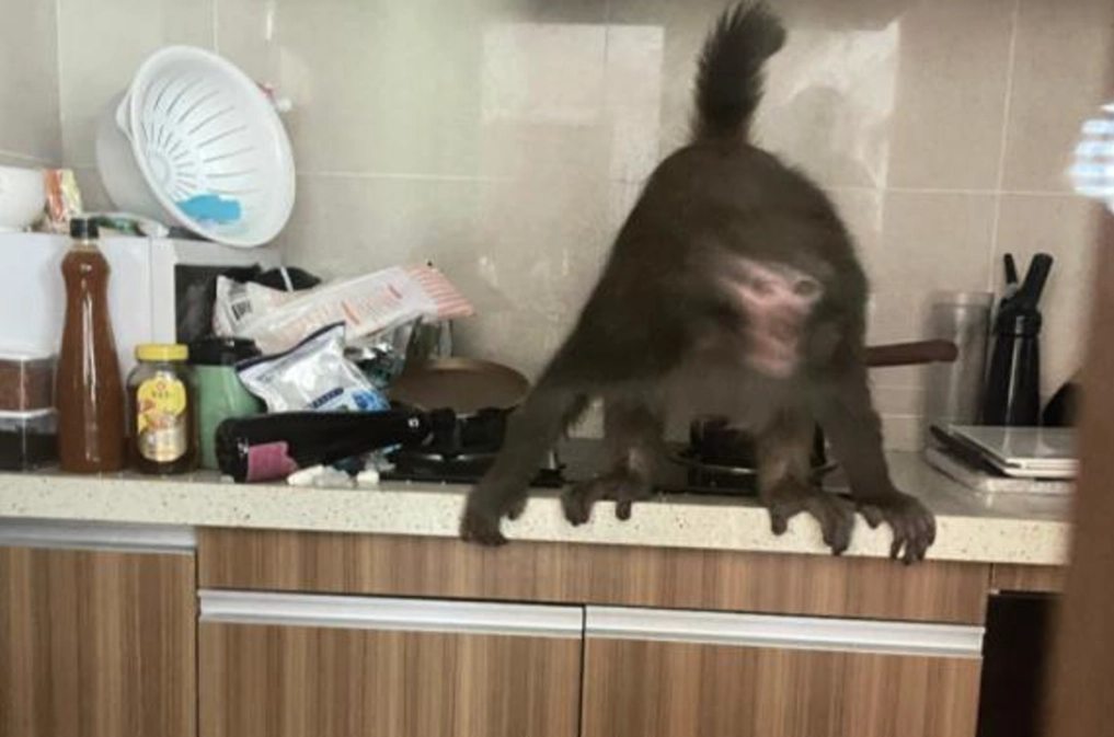 夢境解析 夢境解析