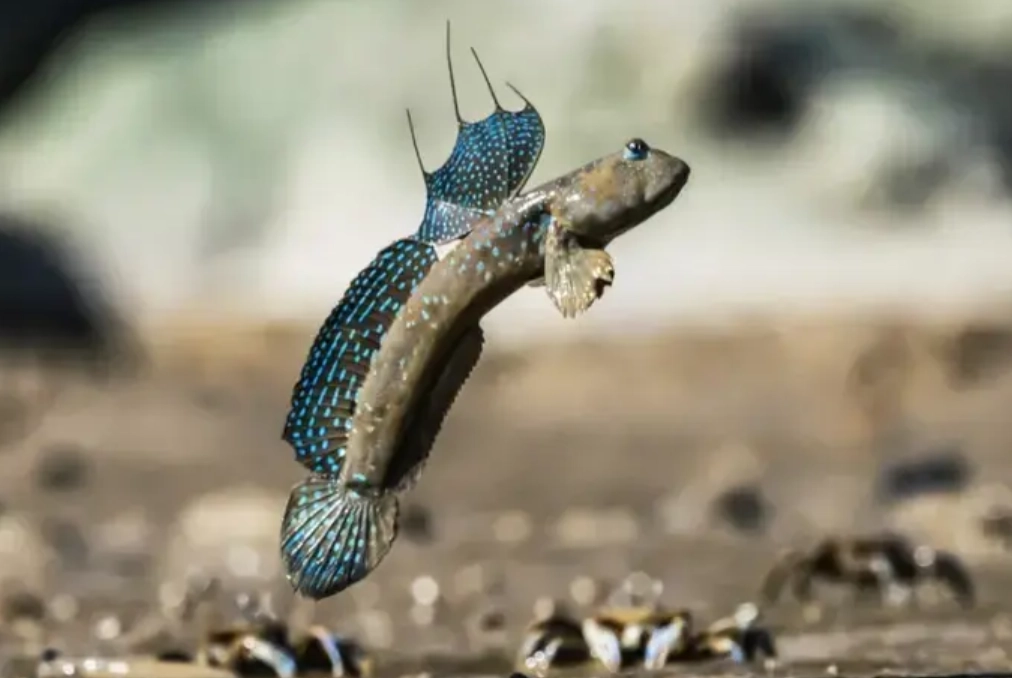 夢見魚在地上跳 解夢