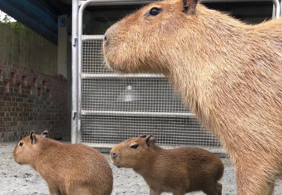 台中親子農場 台中親子農場