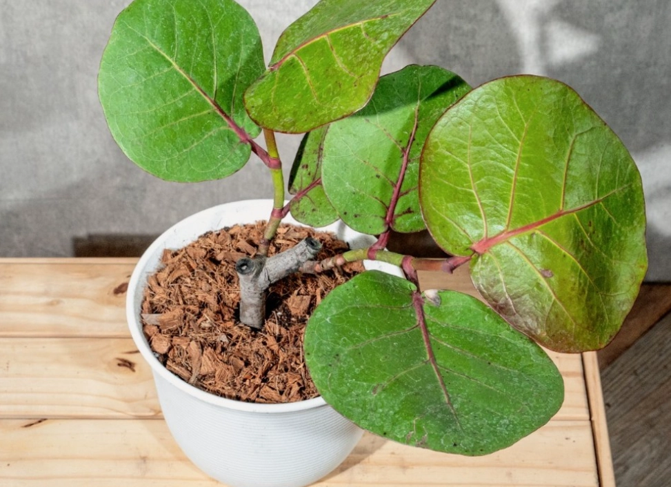 海葡萄樹種植 海葡萄樹種植